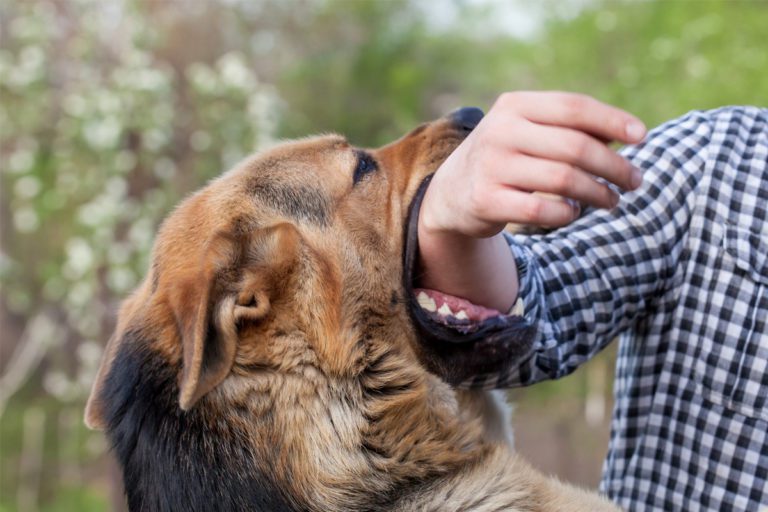 Understanding the Texas Dog Bite Laws Bailey & Galyen Attorneys at Law